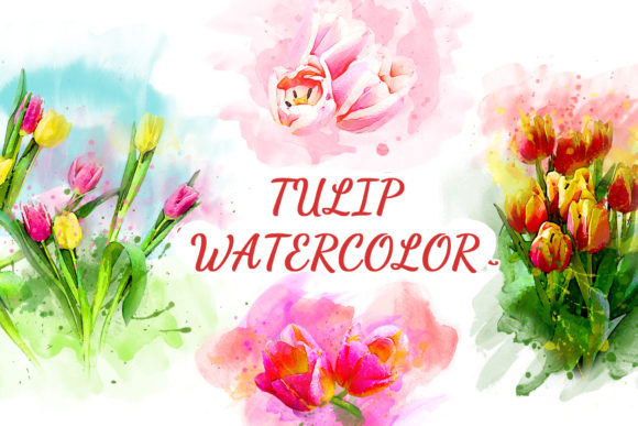 Explore Tulip Floral Watercolor Clipart